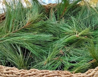 White Pine Needles Wild Harvested Fresh To Order