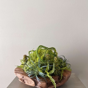 May include: A wooden bowl filled with a variety of green plants, including ferns, succulents, and moss. The bowl is made of natural wood and has a rustic, organic look.