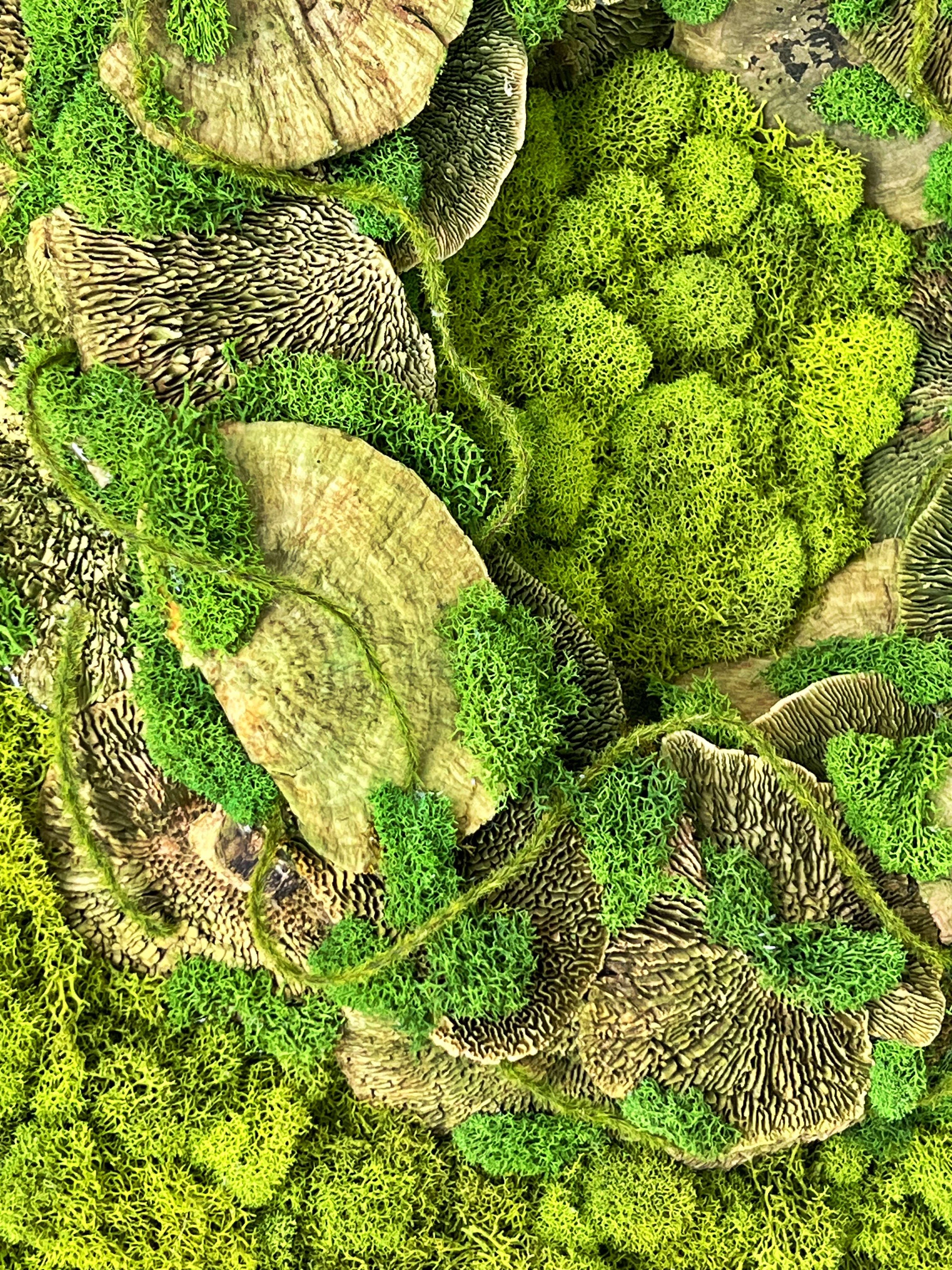 苔アート、手作りのプリザーブド苔壁画、ナチュラルな壁装飾 - Etsy 日本