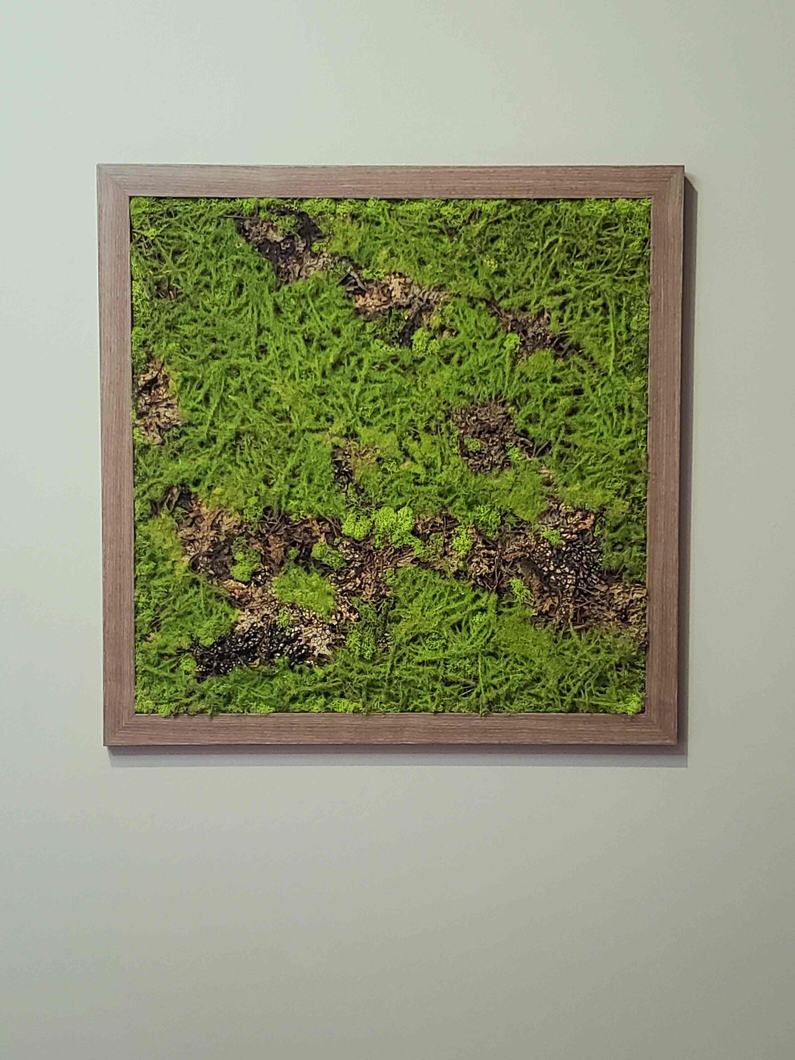 2121'' Moss Square Frame Wall Art. Preserved Etsy
