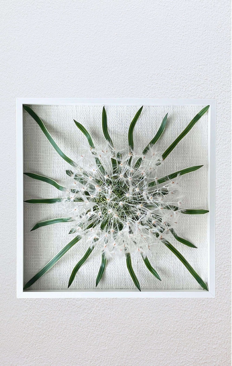 May include: A white dandelion with its seeds dispersed, framed in a white frame with a green linen background.
