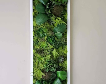 Succulents wall hanging, Handmade wall decor, Large preserved moss wall art, White/Black/Gold Frames 37&quot;x13&quot;