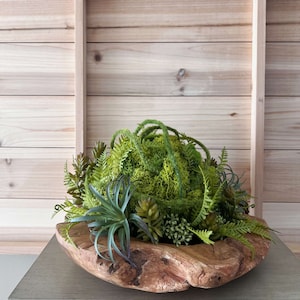 May include: A green moss ball with assorted succulents and ferns in a natural wood bowl. The bowl is rustic and has a unique shape.