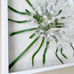 May include: A framed wall art piece featuring a white dandelion with green leaves on a white textured background.
