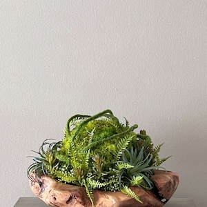 May include: A green moss and succulent arrangement in a natural wood bowl. The bowl is rustic and has a unique shape. The arrangement is perfect for adding a touch of nature to any home.