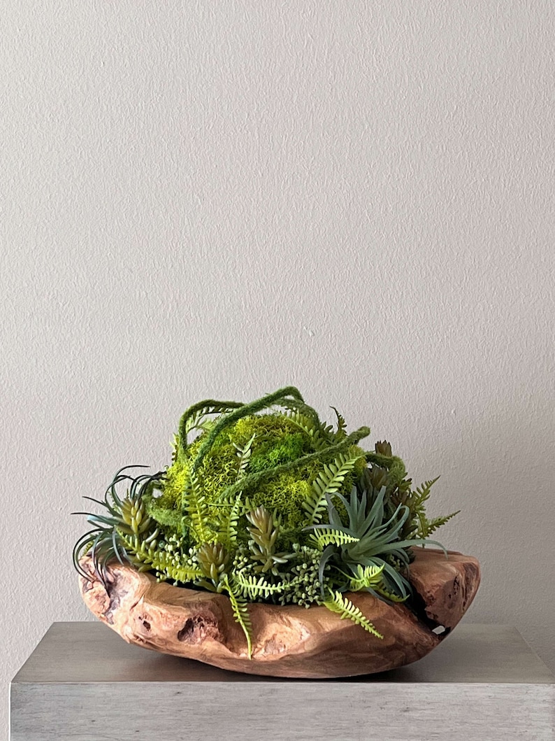 May include: A green moss and succulent arrangement in a natural wood bowl. The bowl is rustic and has a unique shape. The arrangement is perfect for adding a touch of nature to any home.
