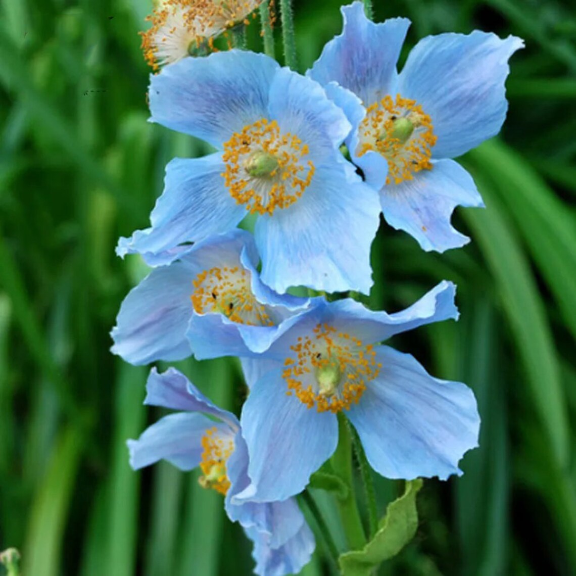 Mixed 4 Types Corn Poppy Blue Sky Blue Purple Perennial Etsy