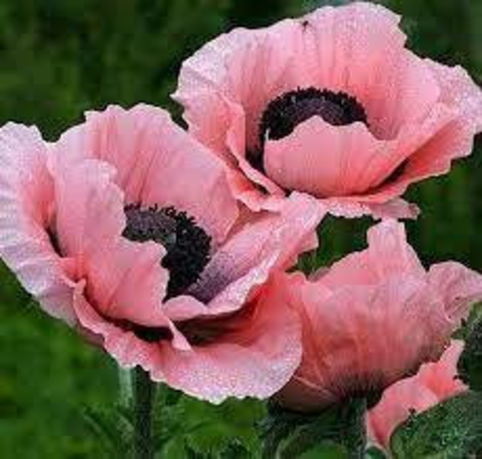Rare Beautiful Perennial Pink Poppy Flowers with black eyes Etsy