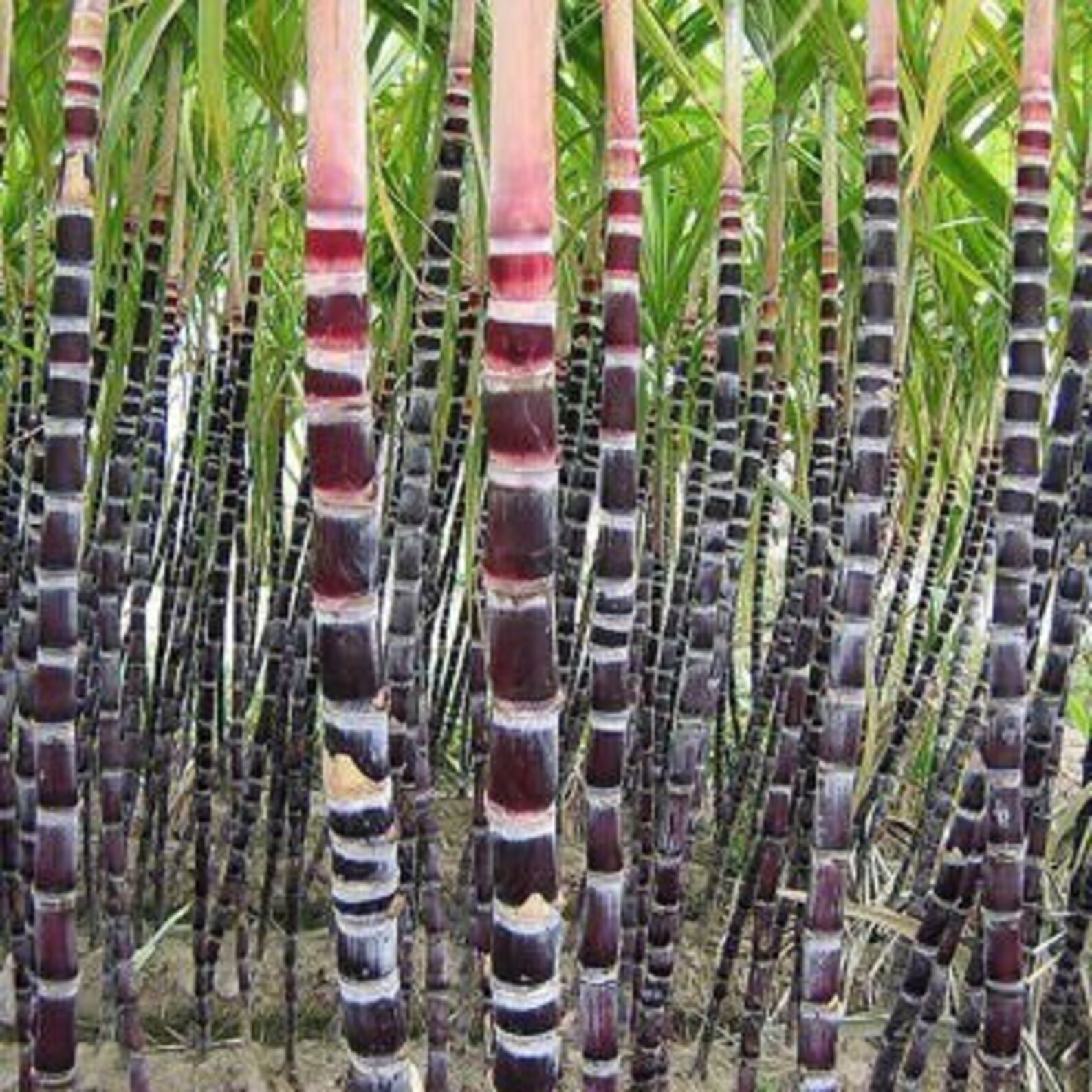 Black Sugar Cane seeds Etsy