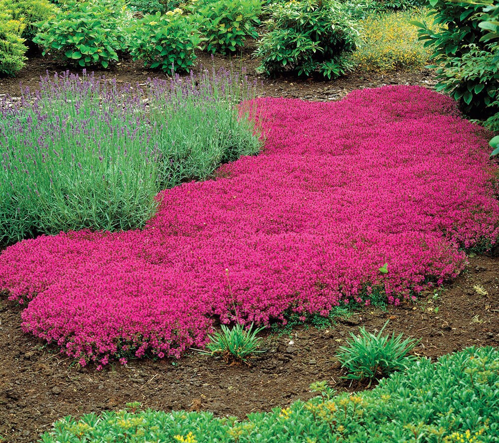 Creeping Thyme Seeds Rock Cress Seeds Perennial Ground Cover Etsy