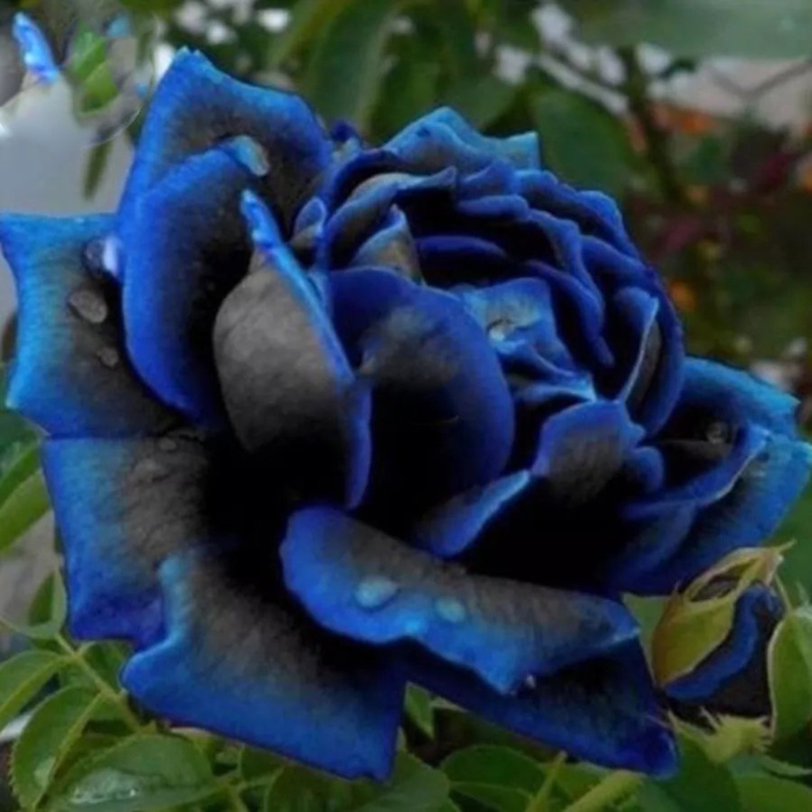 New Midnight Supreme Dark Blue Rose Bush Flower Seeds 1 Etsy