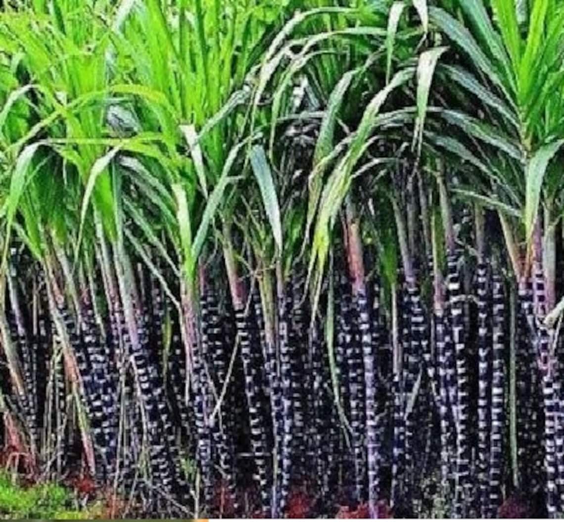 Black Sugar Cane seeds Etsy