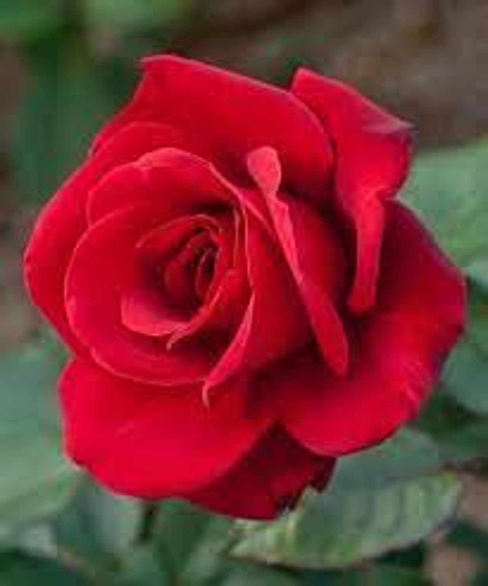 Strong Fragrant Red Rose Flower Seeds Professional Pack 50 Etsy