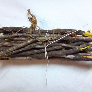 Yellowroot bundles dried herb Xanthorhiza simplicissima natural antibiotic, Appalachian remedy for bladder infection, digestion, tooth ache