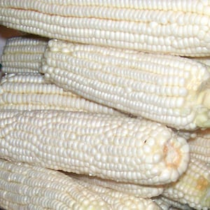 Heirloom field corn seed, white dent corn, Hawkin&#39;s Prolific, great for hominy, grits, corn meal, creamed corn, and animal feed, big ears