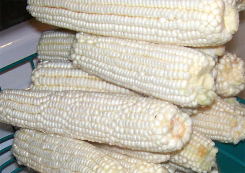 Heirloom Field Corn Seed, White Dent Corn, Hawkin's Prolific, Great for