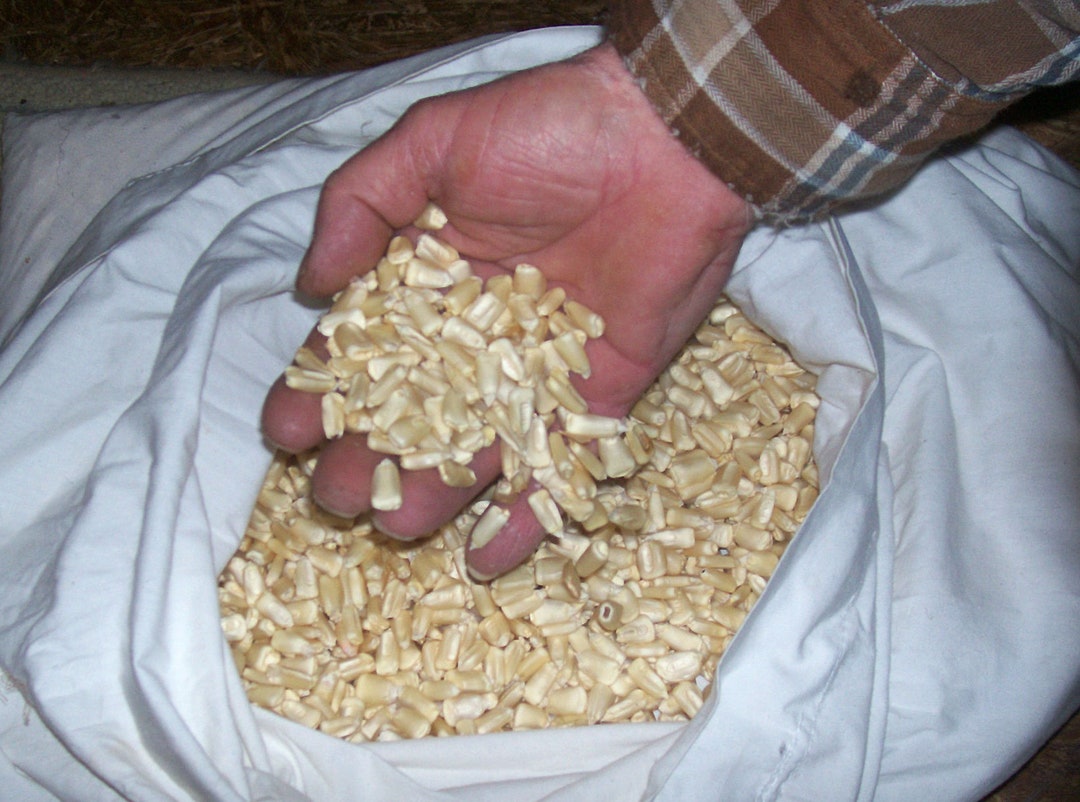 Heirloom Field Corn Seed, White Dent Corn, Hawkin's Prolific, Great for