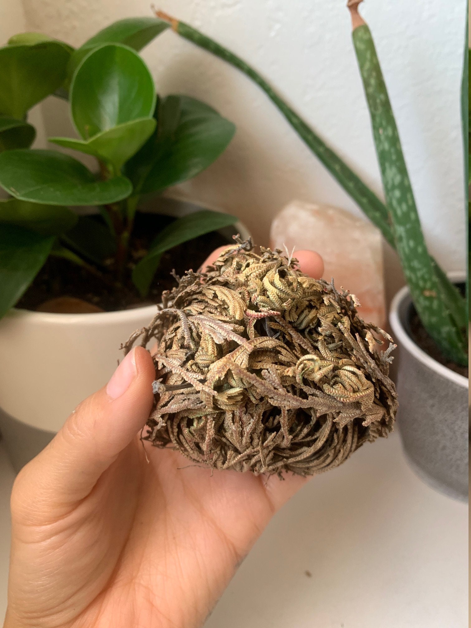 Rose of Jericho Jericho Flower Resurrection Plant Etsy