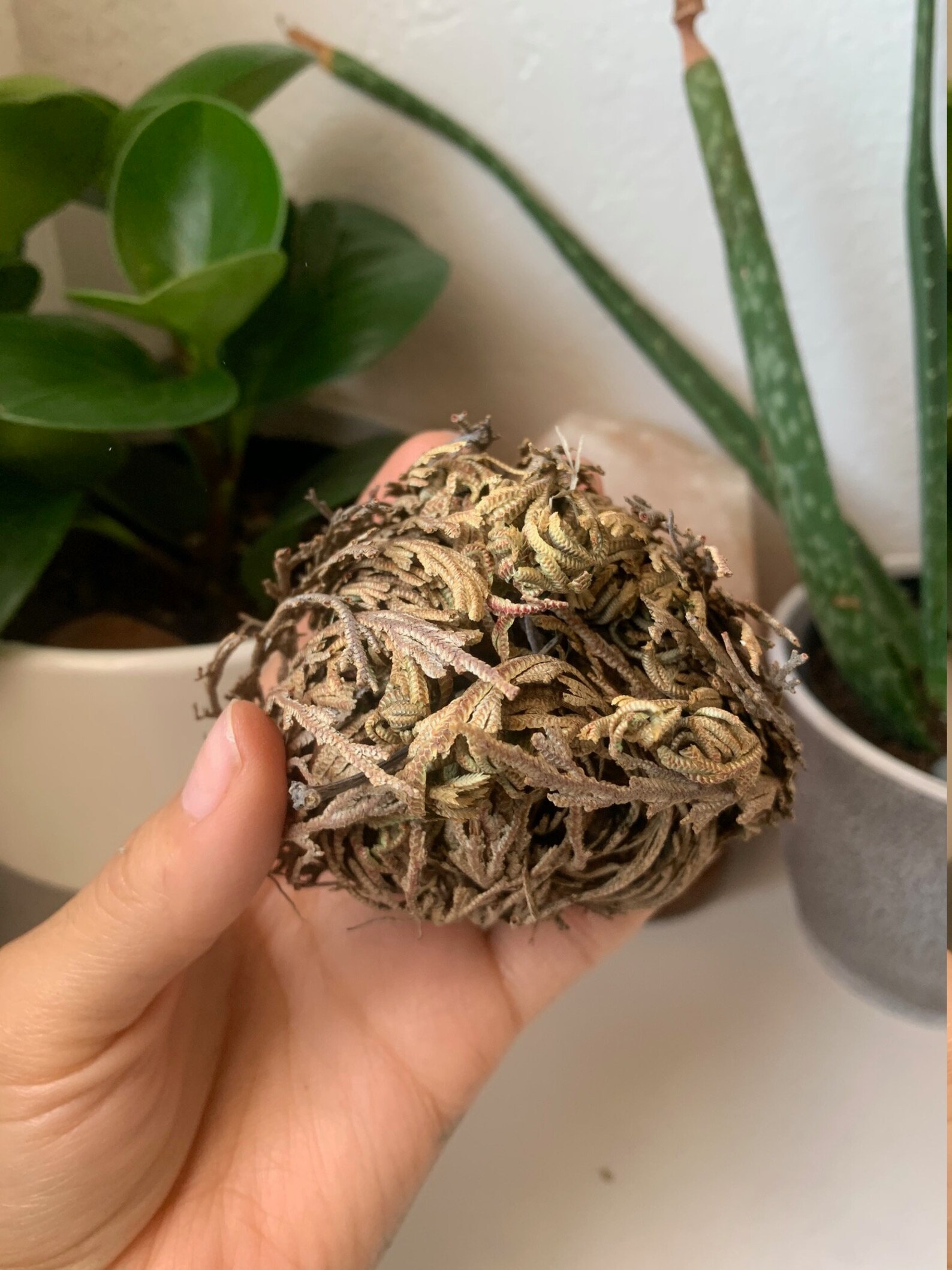 Rose of Jericho Jericho Flower Resurrection Plant Etsy