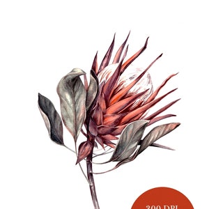 Orange protea