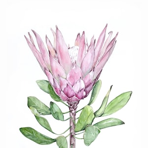 Pink Protea