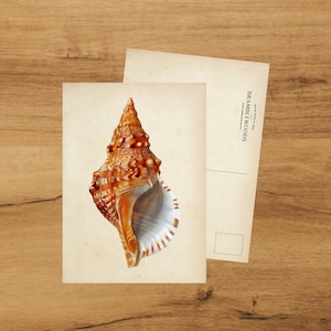 Cartolina con stampa botanica antica / Conchiglia / Posta lumaca / di Bramblewoods