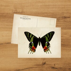 postale avec impression botanique antique | Papillon Ripheus | colimaçon | de Bramblewoods