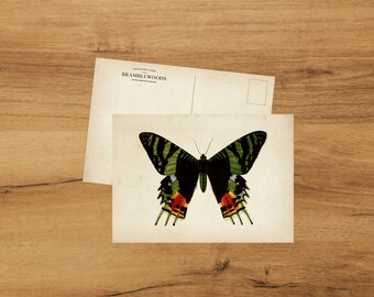 Postcard with Antique Botanical Print | Butterfly Ripheus | Snailmail | by Bramblewoods