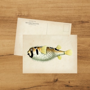 postale avec impression botanique antique | Poisson-globe | colimaçon | de Bramblewoods