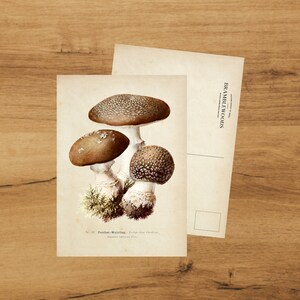 cartão postal com impressão botânica antiga | Cogumelo | Correio tradicional | por Bramblewoods
