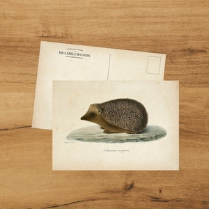 Cartolina con stampa botanica antica / Riccio / Posta lumaca / di Bramblewoods