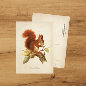 postale avec impression botanique antique | Écureuil | colimaçon | de Bramblewoods