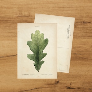 postale avec impression botanique antique | Feuille de chêne racemosa | colimaçon | de Bramblewoods