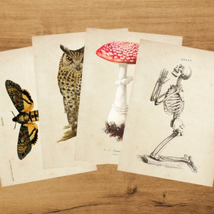 de cartes postales botaniques - Witchcore | Album | colimaçon | millésime | Tête de mort | Chouette | Champignon | « Squelette » par Bramblewoods