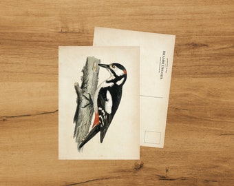 Postcard with Antique Botanical Print | Woodpecker | Snailmail | by Bramblewoods