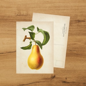 Postkarte mit antikem botanischem Druck Birne | Schneckenpost | von Bramblewoods