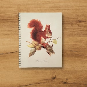 Könnte beinhalten: Ein rotes Eichhörnchen sitzt auf einem Ast mit Blättern und Nüssen. Das Eichhörnchen frisst eine Nuss. Das Bild ist auf weißem Hintergrund mit dem Text "Sciurus vulgaris" unten.