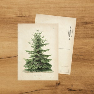 postale avec impression botanique antique | Nordmann | colimaçon | de Bramblewoods