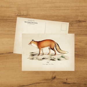 postale avec impression botanique antique | Renard | colimaçon | de Bramblewoods