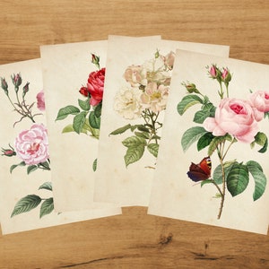Botanical Postcards - Cottage roses set | Scrapbook | Snailmail | Vintage by Bramblewoods