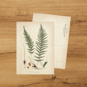 postale avec impression botanique antique | Fougère | colimaçon | de Bramblewoods