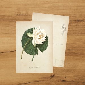 postale avec impression botanique antique | Nénuphar | colimaçon | de Bramblewoods