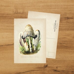 postale avec impression botanique antique | Champignon d'encre | colimaçon | de Bramblewoods
