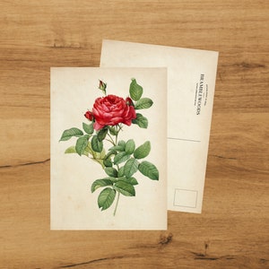 Postkarte mit antikem botanischem Druck Rote Rose | Schneckenpost | von Bramblewoods