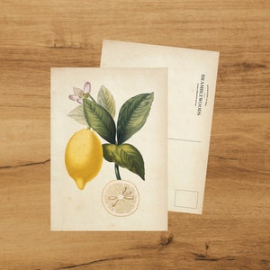 Postkarte mit antikem botanischem Druck Zitrone | Schneckenpost | von Bramblewoods