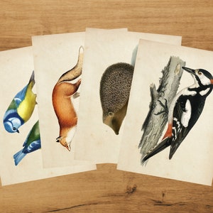 Cartes postales botaniques - Ensemble d'animaux de la forêt | Album | colimaçon | millésime | Mésange bleue | Renard | Hérisson | Pic | de Bramblewoods