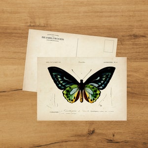 Cartolina con stampa botanica antica / Farfalla Ornithoptera / Snailmail / di Bramblewoods