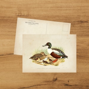 Cartolina con stampa botanica antica / Anatra / Posta lumaca / di Bramblewoods