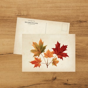 Cartolina con stampa botanica antica / Foglie d'acero / Posta lumaca / di Bramblewoods
