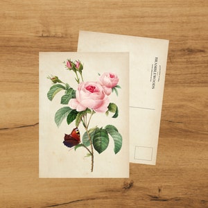 Postkarte mit antikem botanischem Druck rosa Rose mit Schmetterling | Schneckenpost | von Bramblewoods